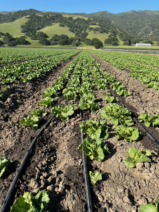 Drip Irrigation